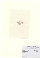 藏品(長枝沙菜)的圖片
